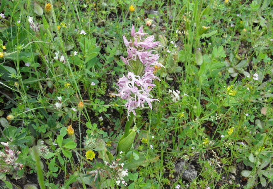 Orchis italica